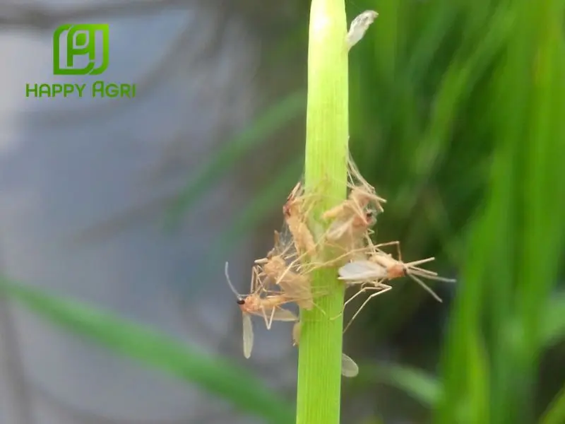muỗi hành hại lúa