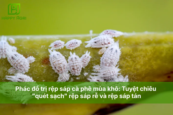 Phác đồ trị rệp sáp cà phê mùa khô: Tuyệt chiêu "quét sạch" rệp sáp rễ và rệp sáp tán
