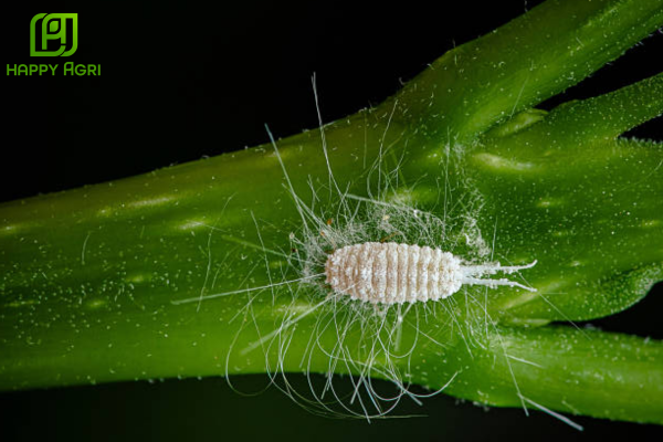 Những thắc mắc thường gặp (FAQ)