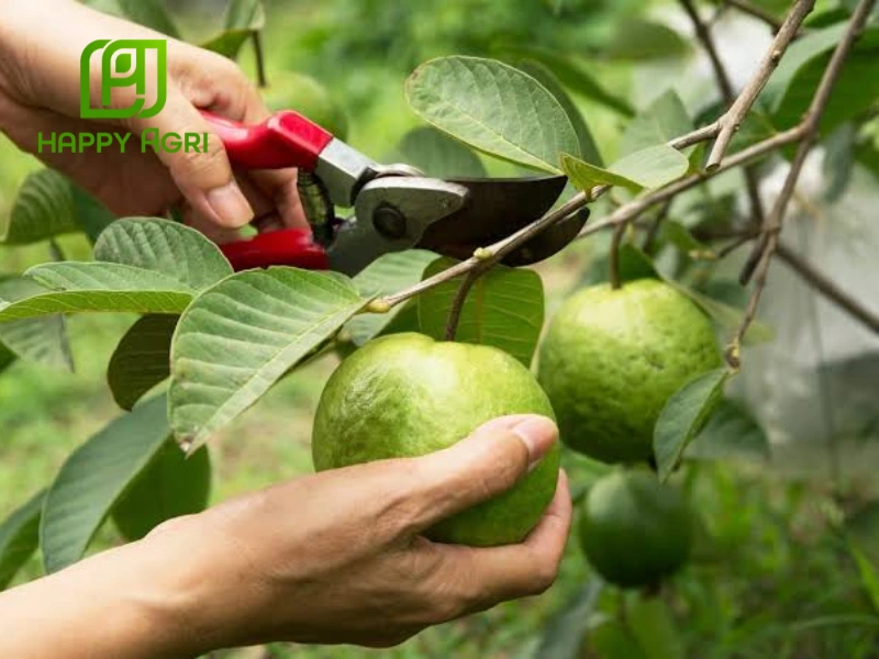 kỹ thuật trồng ổi