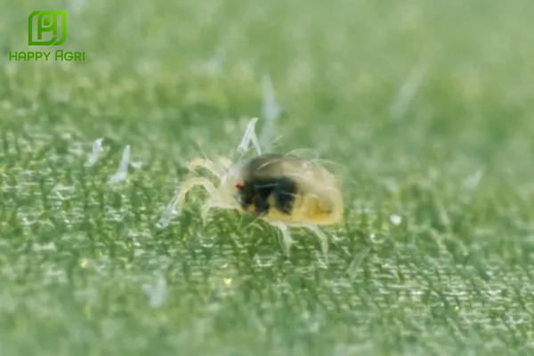 Chân dung "sát thủ" nhện đỏ và tác hại trên cây trồng