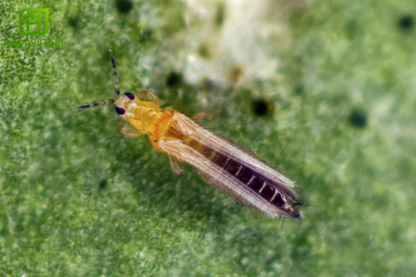 Câu hỏi thường gặp 