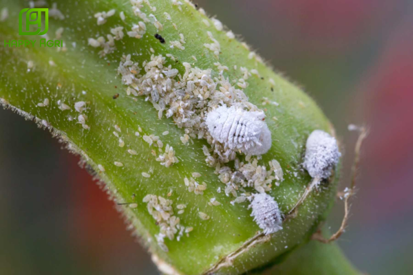 Rệp sáp là gì? Bản chất hóa học của "Lớp phấn trắng"