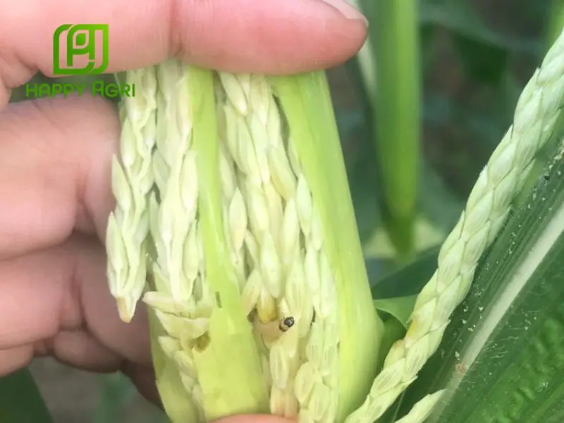 Ưu điểm vượt trội của hoạt chất Spirotetramat