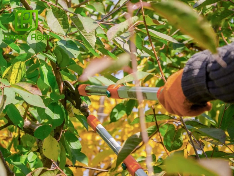 Thời điểm vàng để tỉa cành cây điều