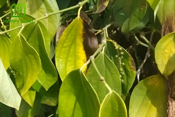 Công dụng Thuốc trừ bệnh VT-FLUNIL 400SC