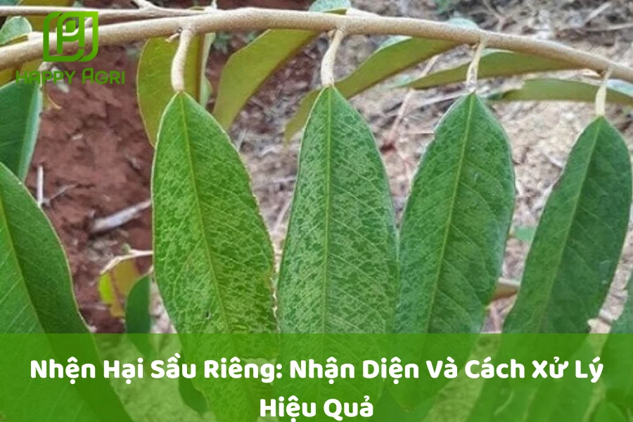 Nhện Hại Sầu Riêng: Nhận Diện Và Cách Xử Lý Hiệu Quả