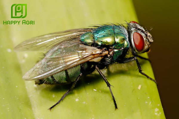 Công dụng của chế phẩm SATA-CHLORFENTHRIN 380SC