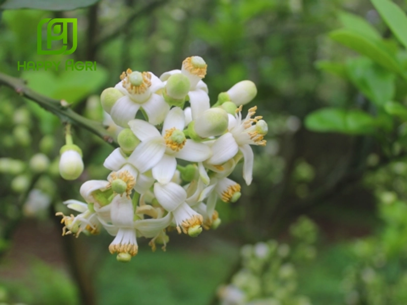 kỹ thuật trồng và chăm sóc cây có múi