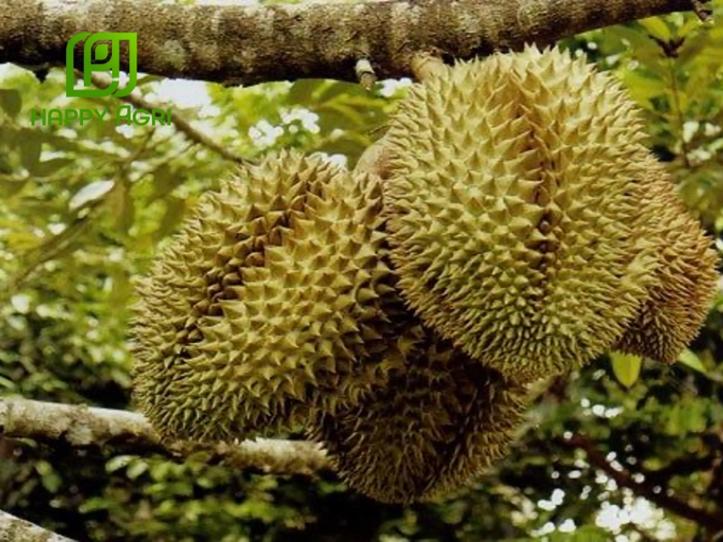Các dấu hiệu nhận biết sầu riêng già, chín tự nhiên
