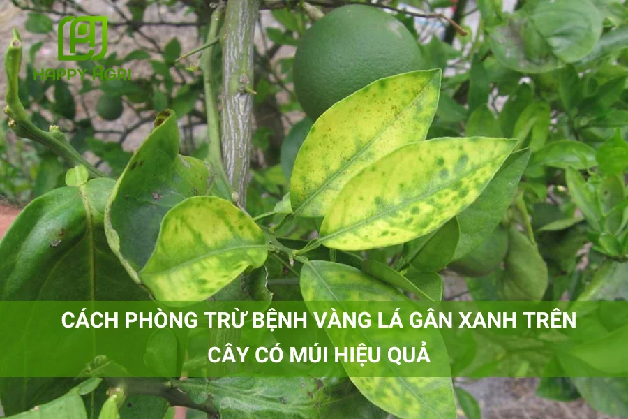 # Cách Phòng Trừ Bệnh Vàng Lá Gân Xanh Trên Cây Có Múi Hiệu Quả