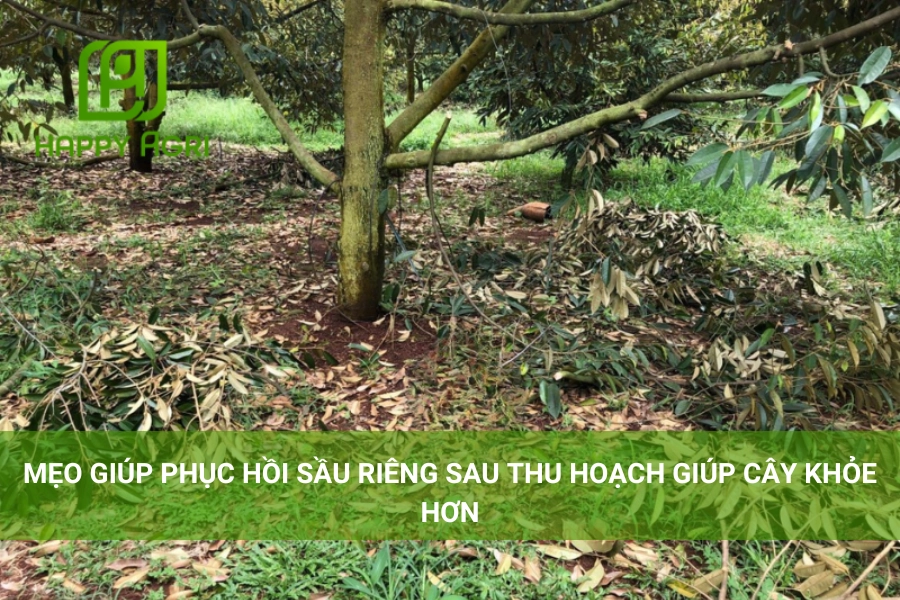 Mẹo Giúp Phục Hồi Sầu Riêng Sau Thu Hoạch Giúp Cây Khỏe Hơn