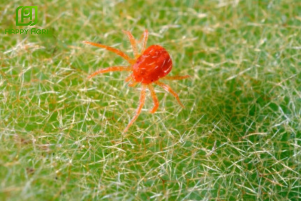 Tại sao nhện đỏ ngày càng khó trị?