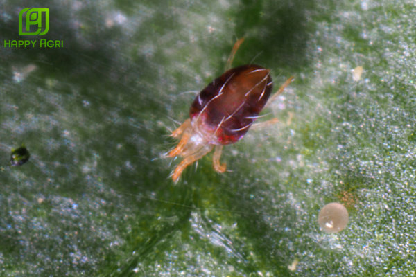 Câu hỏi thường gặp 