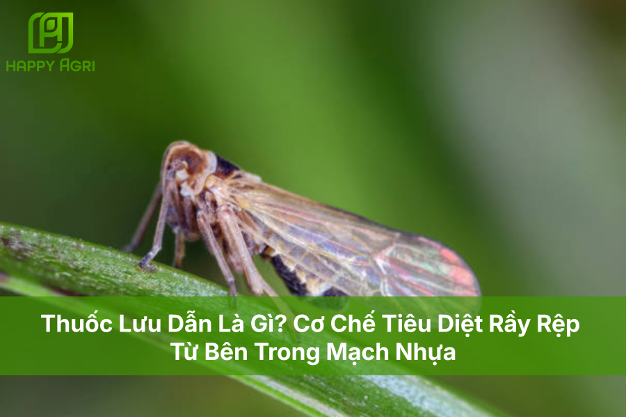 Thuốc Lưu Dẫn Là Gì? Cơ Chế Tiêu Diệt Rầy Rệp Từ Bên Trong Mạch Nhựa