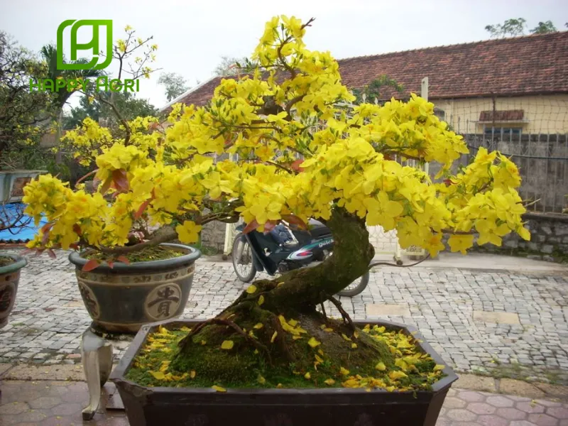 Cách sử dụng phân bón lá cho mai vàng