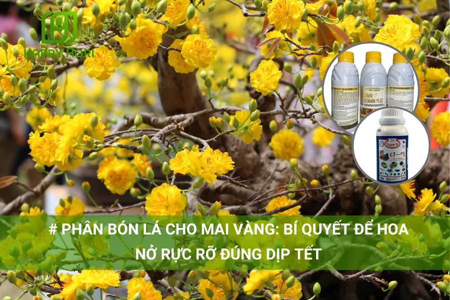 Phân Bón Lá Cho Mai Vàng: Bí Quyết Để Hoa Nở Rực Rỡ Đúng Dịp Tết