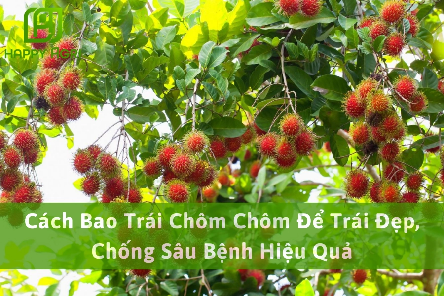 Cách Bao Trái Chôm Chôm Để Trái Đẹp, Chống Sâu Bệnh Hiệu Quả