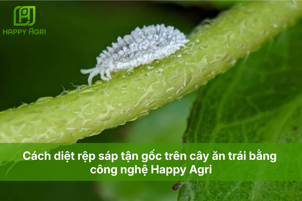 Cách diệt rệp sáp tận gốc trên cây ăn trái bằng công nghệ Happy Agri