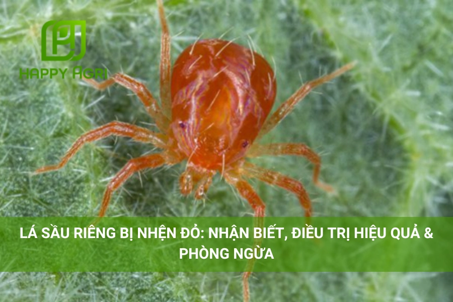 Lá Sầu Riêng Bị Nhện Đỏ: Nhận Biết, Điều Trị Hiệu Quả & Phòng Ngừa