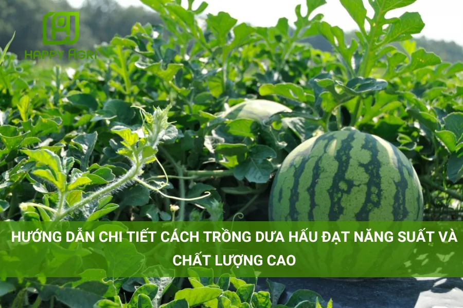# Hướng Dẫn Chi Tiết Cách Trồng Dưa Hấu Đạt Năng Suất Và Chất Lượng Cao