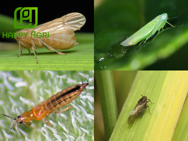 các loài sâu hại khác nhau 