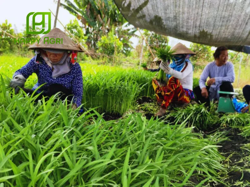 Thành Phần Của Thuốc trừ sâu NEKKO 69WP