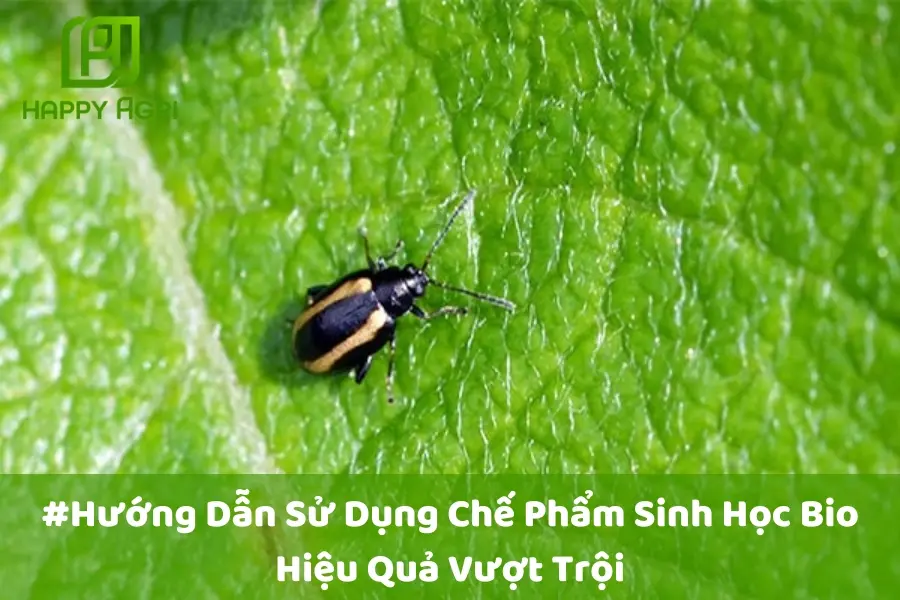 #Hướng Dẫn Sử Dụng Chế Phẩm Sinh Học Bio Hiệu Quả Vượt Trội