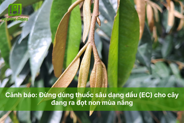 Cảnh báo: Đừng dùng thuốc sâu dạng dầu (EC) cho cây đang ra đọt non mùa nắng