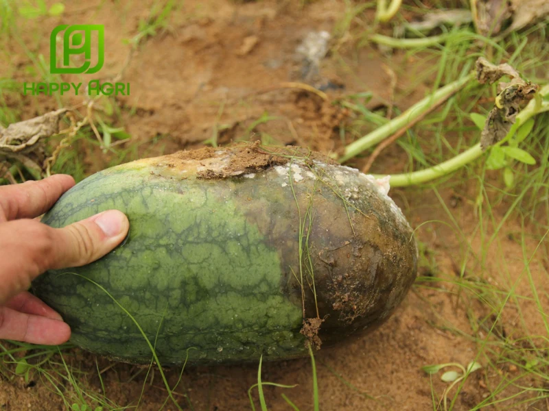 bệnh sương mai trên dưa hấu