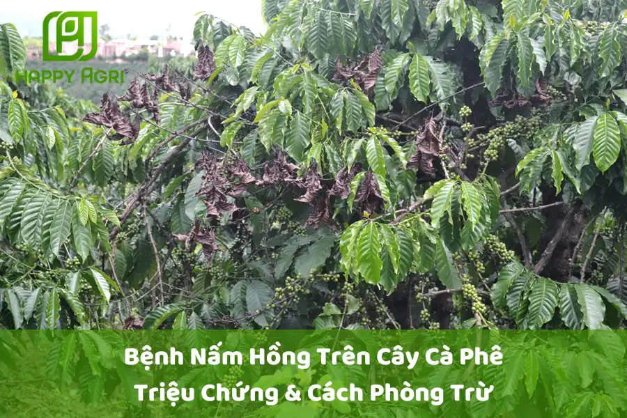 #Bệnh Nấm Hồng Trên Cây Cà Phê: Triệu Chứng & Cách Phòng Trừ