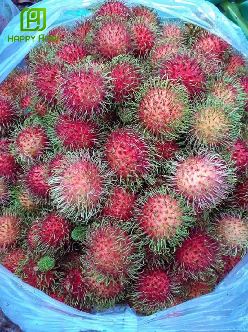 Hiệu quả kinh tế và tiềm năng phát triển của bao trái chôm chôm