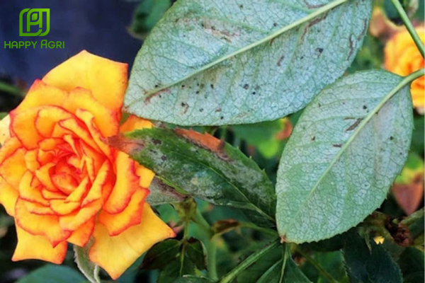 Công dụng của Thuốc trừ sâu BP. NEWONE 500SC Hiệu SPIDER 79