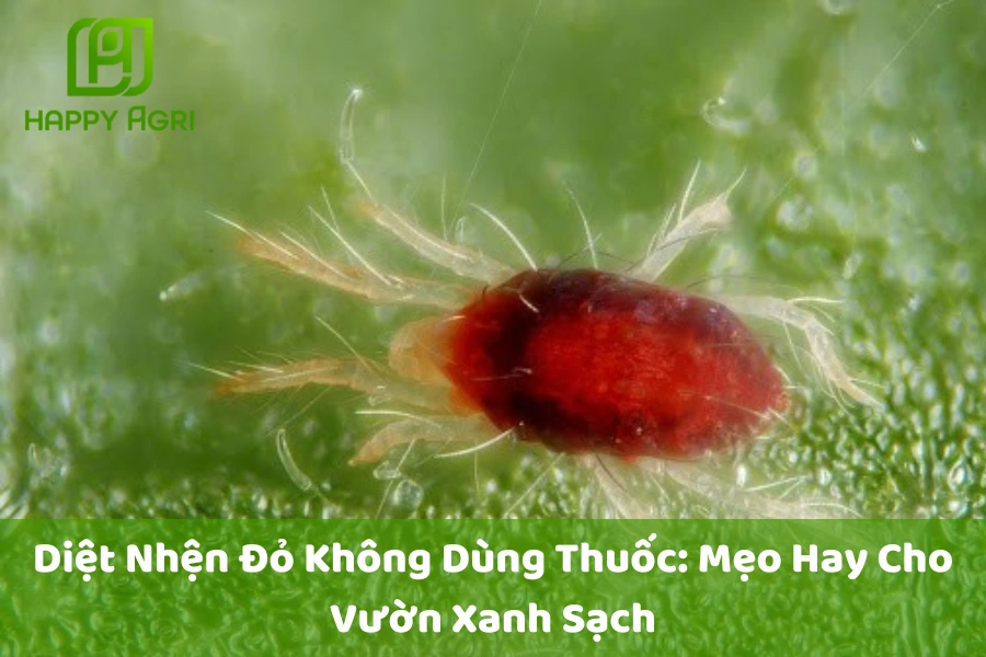 Diệt Nhện Đỏ Không Dùng Thuốc: Mẹo Hay Cho Vườn Xanh Sạch