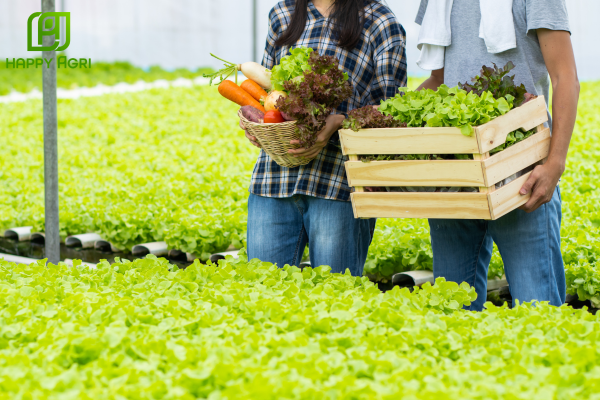 Kiểm soát dư lượng – Yếu tố then chốt cho rau an toàn