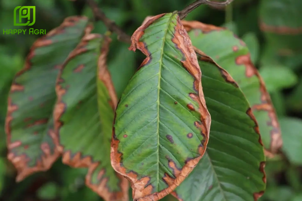 Tại sao phun thuốc sâu mùa nắng lại dễ gây cháy lá, rụng bông?