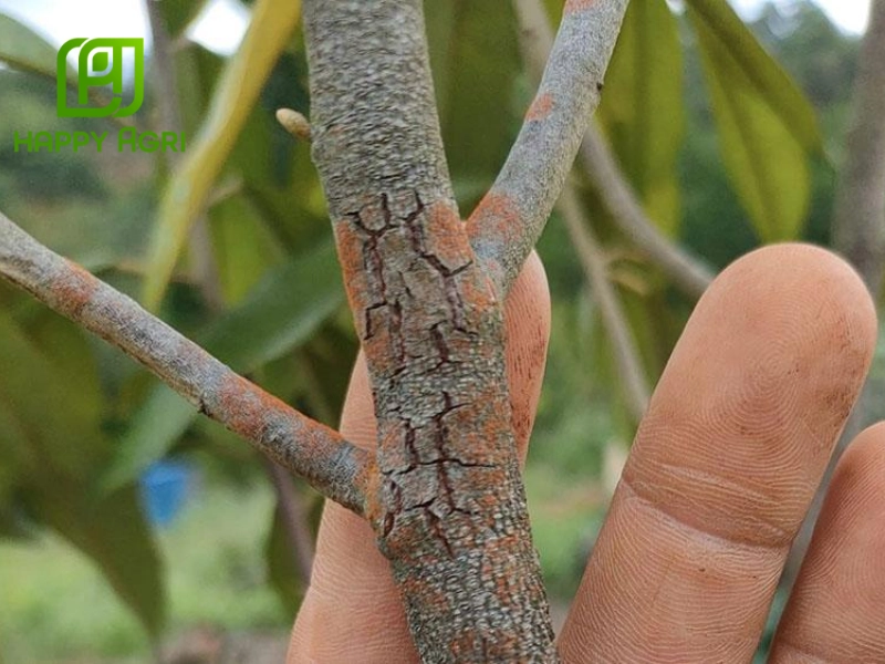 Nguyên nhân và điều kiện phát sinh bệnh nấm hồng cà phê