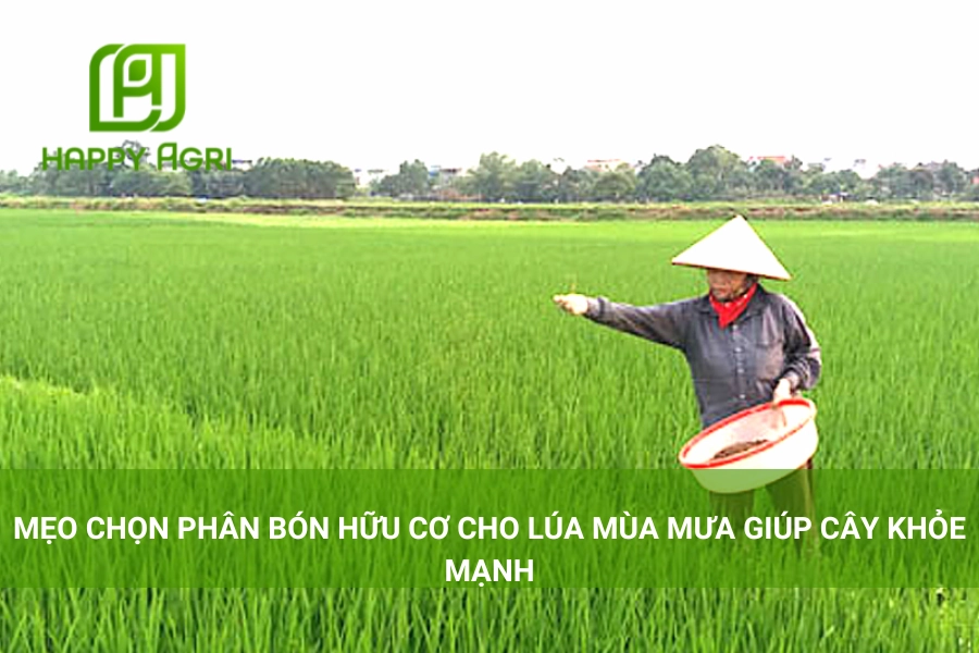 Mẹo Chọn Phân Bón Hữu Cơ Cho Lúa Mùa Mưa Giúp Cây Khỏe Mạnh