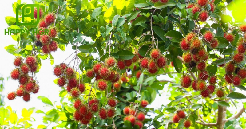 Kỹ thuật bao trái chôm chôm chuyên nghiệp