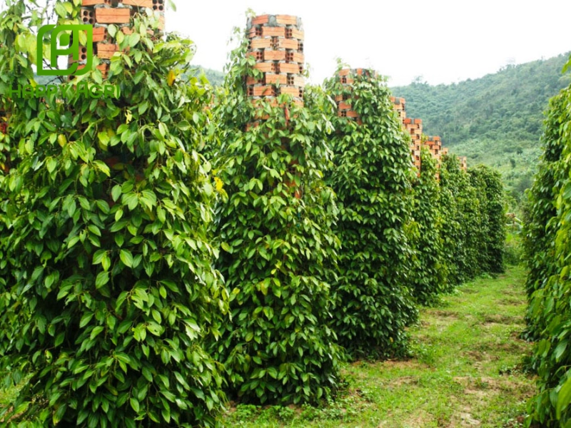 Kỹ thuật quản lý nước và ánh sáng khi nuôi trái hồ tiêu