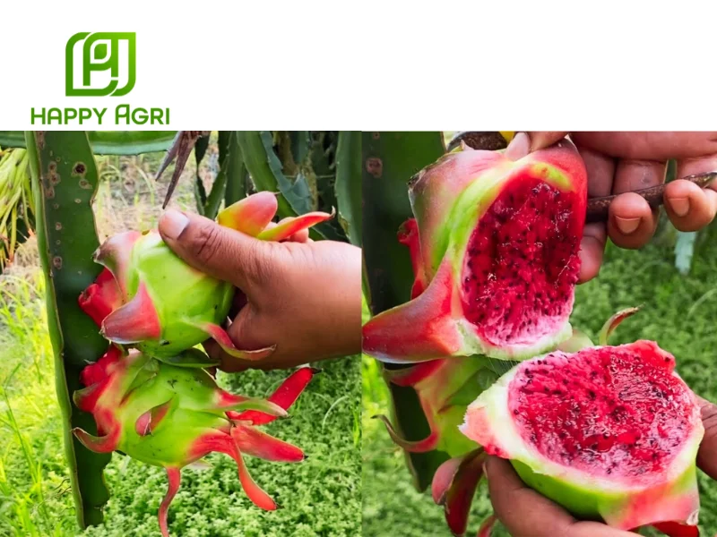 kỹ thuật trồng thanh long
