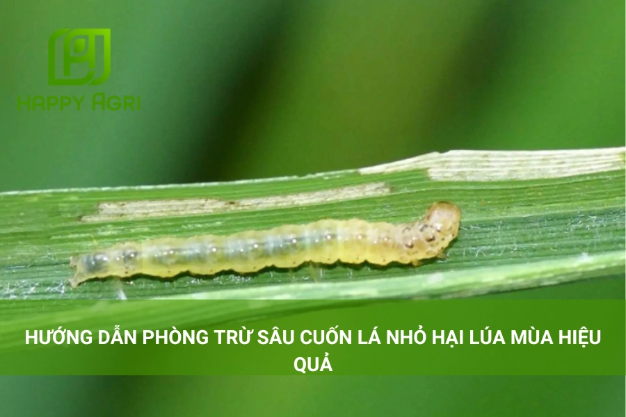 Hướng Dẫn Phòng Trừ Sâu Cuốn Lá Nhỏ Hại Lúa Mùa Hiệu Quả