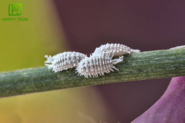 Dấu hiệu gây hại đặc trưng trên cây cà phê bà con cần lưu ý