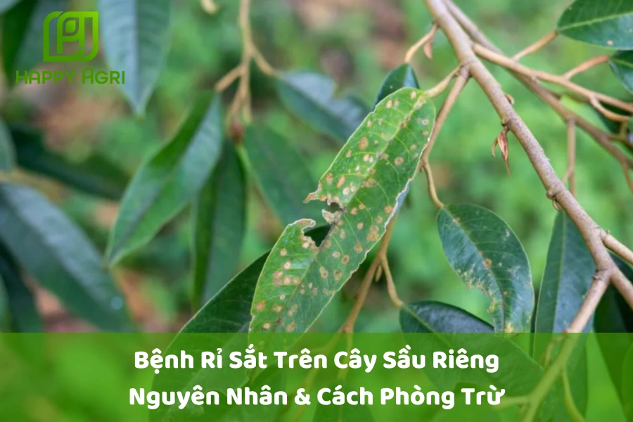 Bệnh Rỉ Sắt Trên Cây Sầu Riêng: Nguyên Nhân & Cách Phòng Trừ