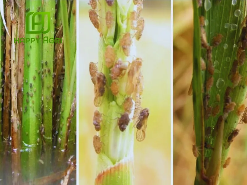 Công Dụng Của Thuốc trừ sâu Nofara 35WG hiệu HAFATHI