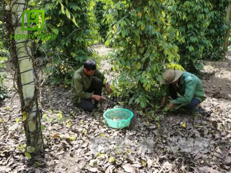 Bệnh chết chậm trên hồ tiêu