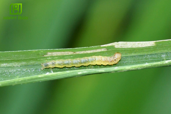 Xác định ngưỡng hành động "Thời điểm vàng" để phun thuốc