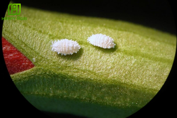  Cách phân biệt "Rệp sáp giả" và "Rệp sáp thật"