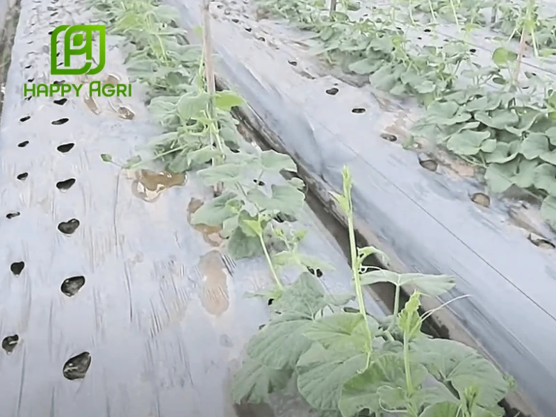 cách trồng dưa hấu