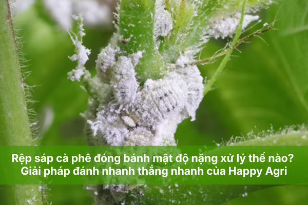 Rệp sáp cà phê đóng bánh mật độ nặng xử lý thế nào? Giải pháp đánh nhanh thắng nhanh của Happy Agri